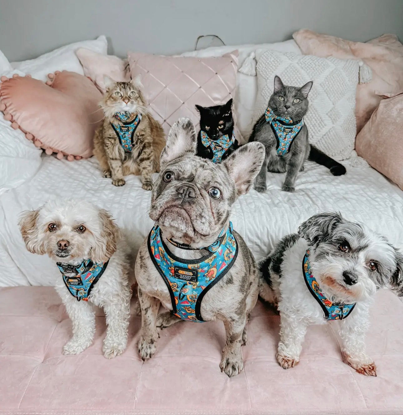 Sassy Woof x CatDog™ Harness