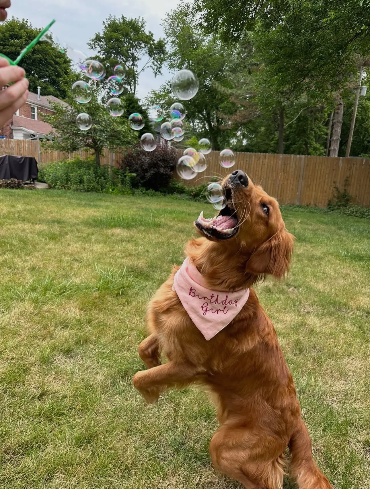 Bubblelick™️ Bacon Flavored Pet-Safe Bubbles