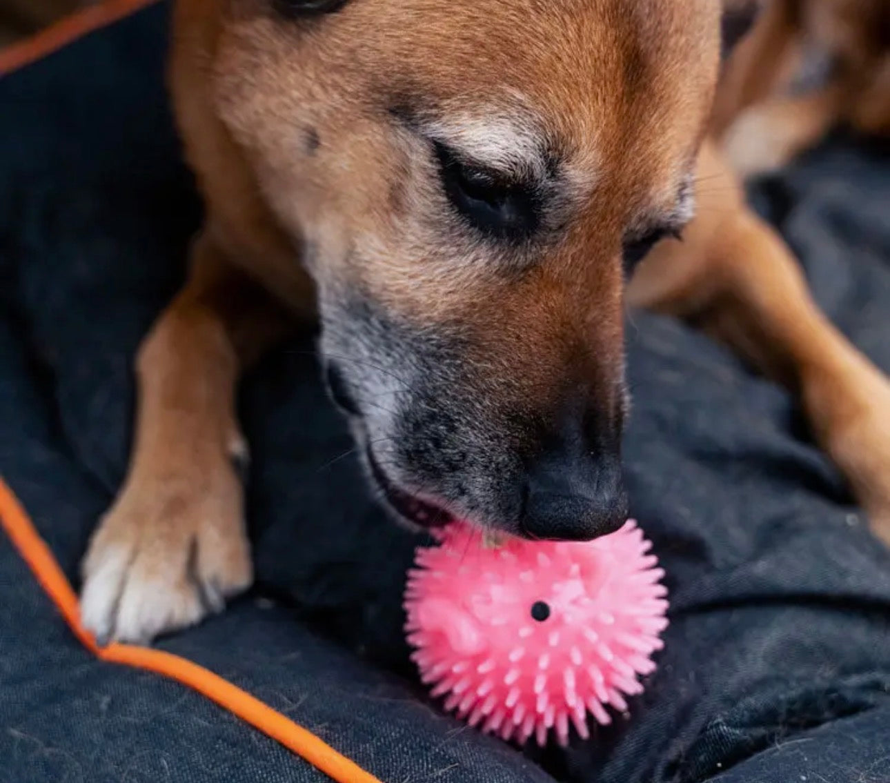 Flavored Dog Balls