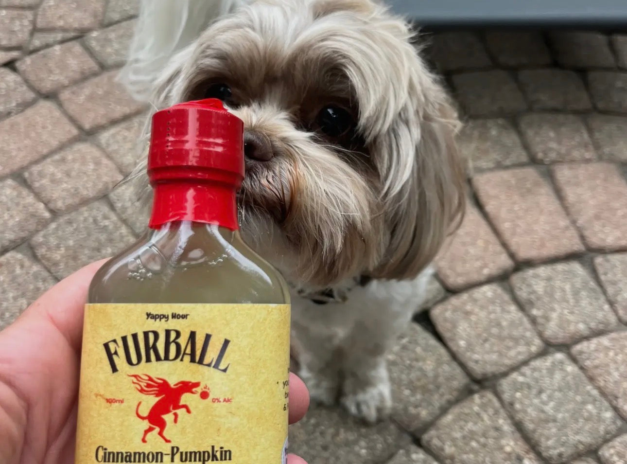 Furball Dog Whiskey Minis - Pumpkin + Cinnamon