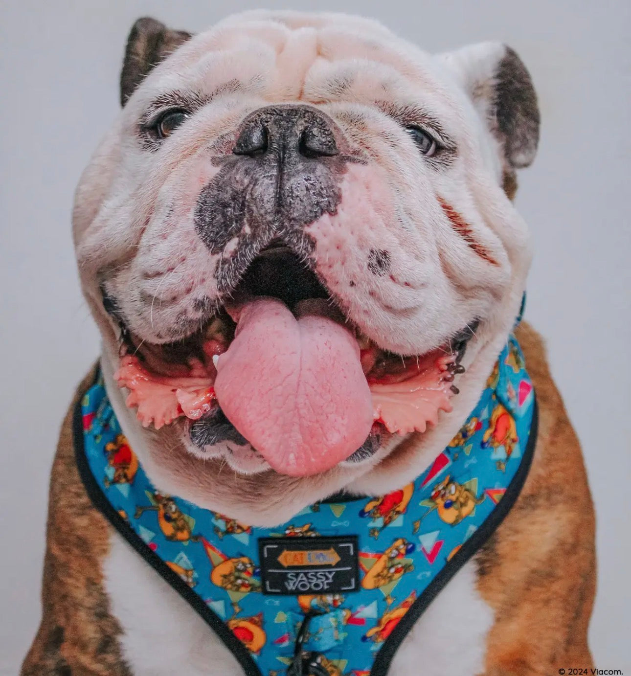 Sassy Woof x CatDog™ Harness