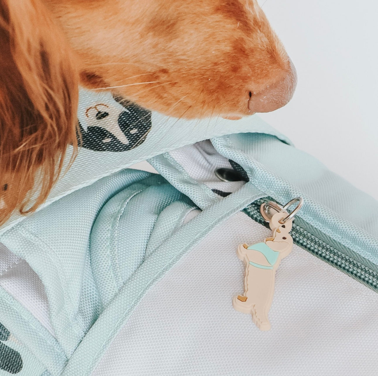 ‘Dainty Dachshunds’ Dog Picnic Blanket