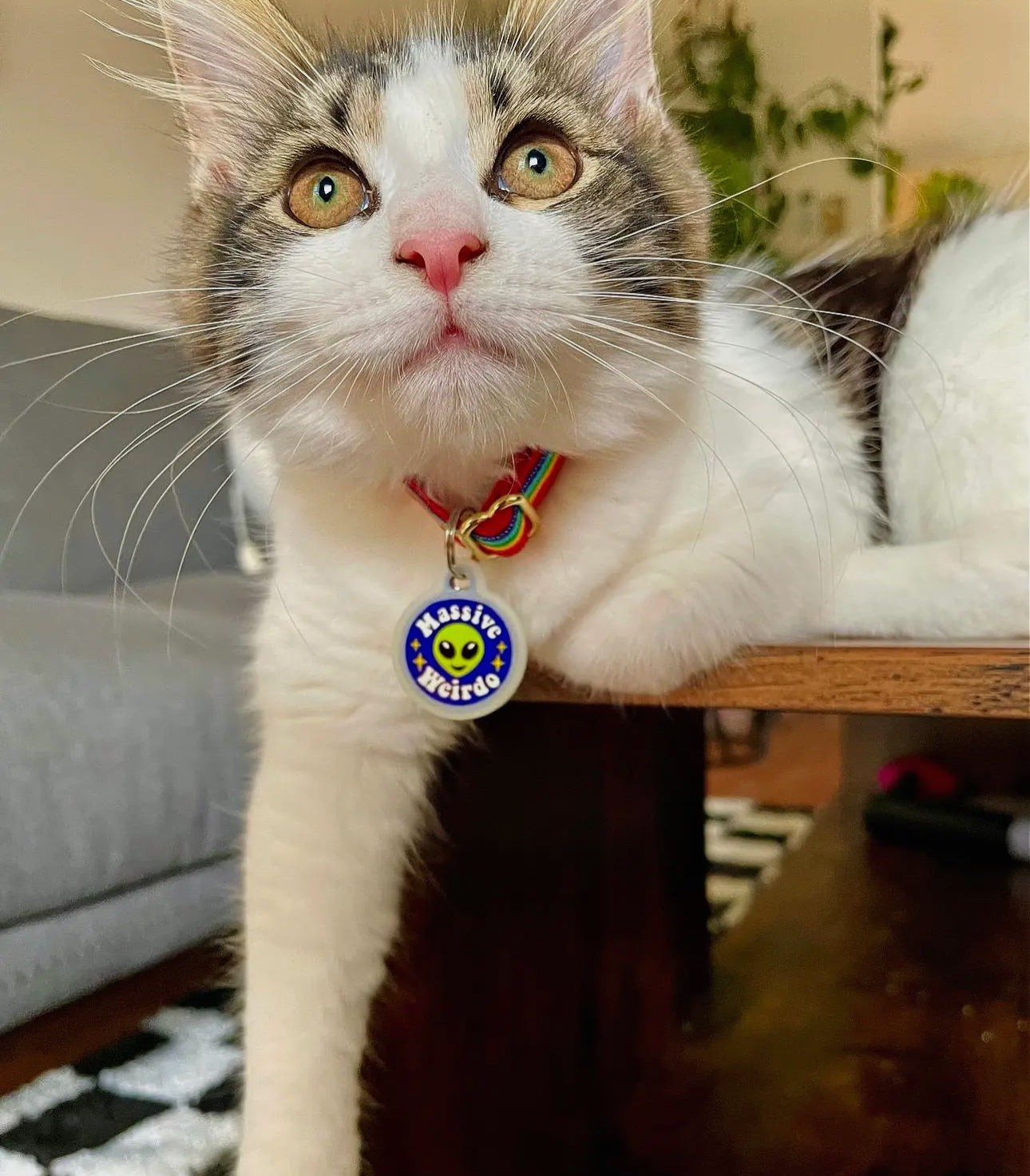 Collar ID Tag (Engraved QR Code)