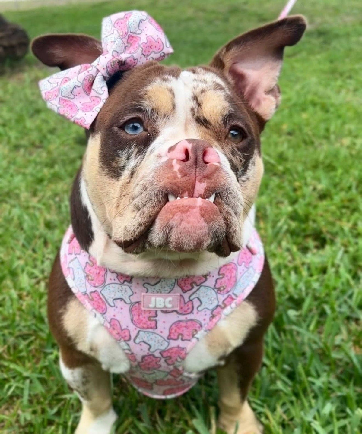 Pink Animal Cracker Adjustable Harness, Leash, Bandana and Scrunchie Bundle